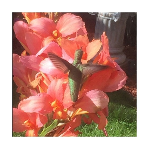 Canna seeds