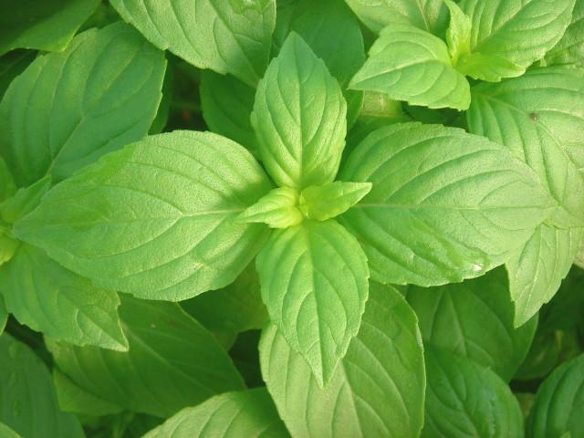1oz Lemon Basil Seeds Culinary Garden Herb Heirloom (Approx 21,000 Seeds)