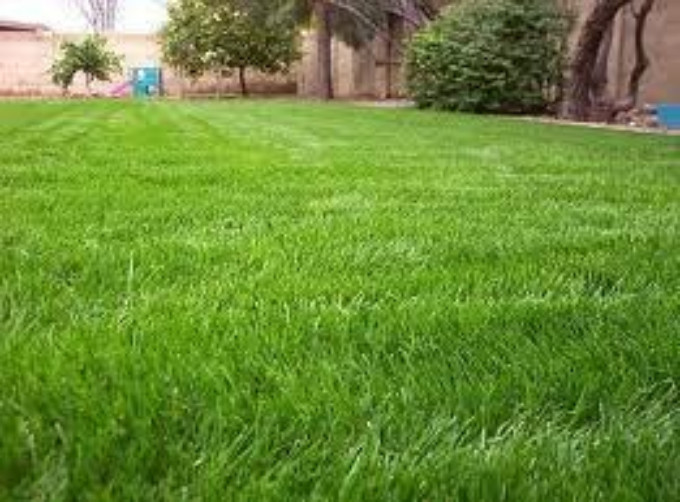 Annual Rye Grass Seed, (1 lb. Pack), Grass Seed, Cool Season Gulf Rye Grass Seed