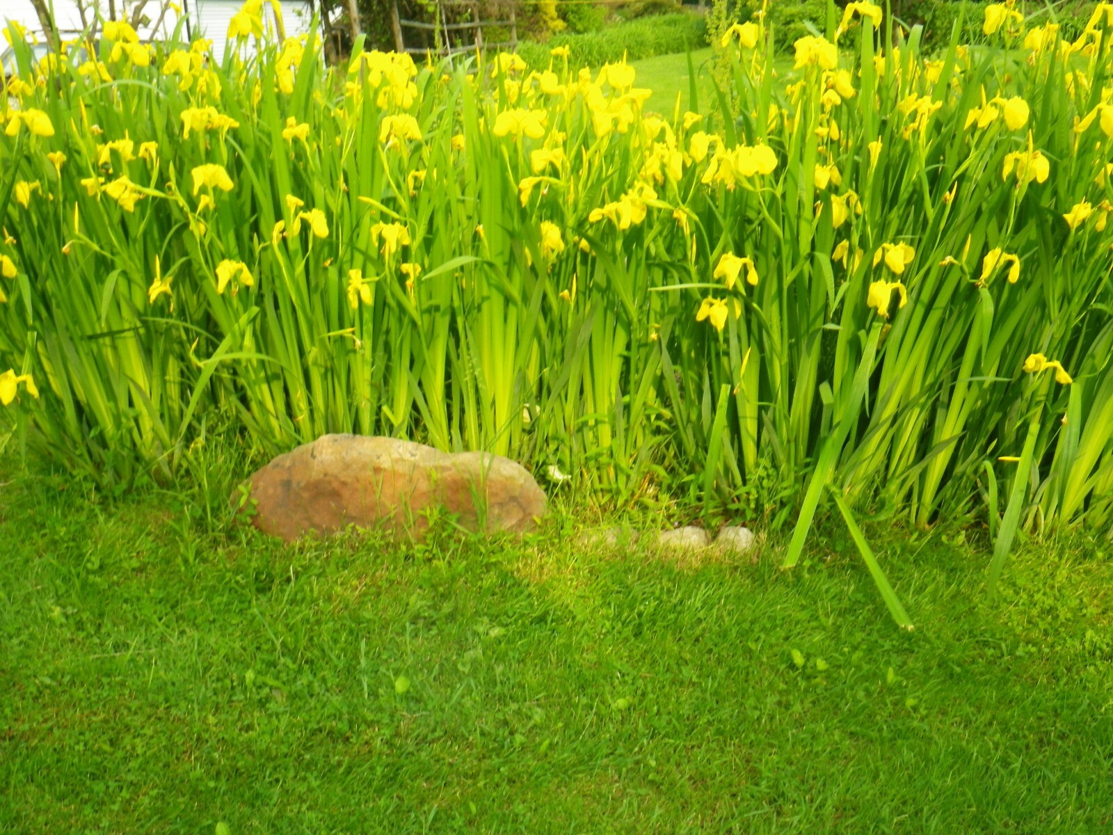 FIVE YELLOW IRIS LOVES WET OR DRY AREAS 5 BARE ROOT HARDY PLANTS LINE BORDERS