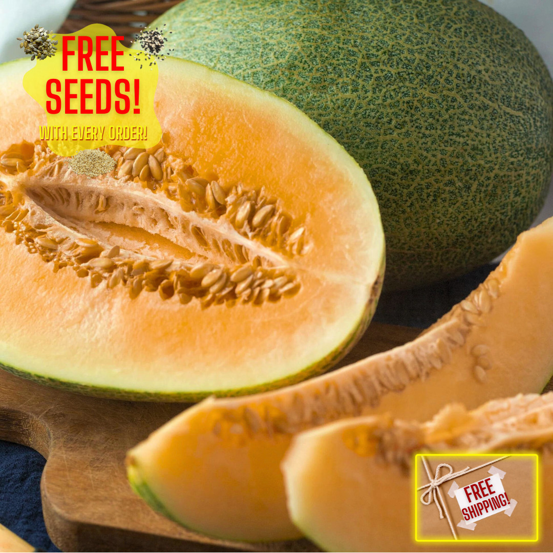 Fresh Sweet Delicious Hami Melon Seeds | Heirloom Non-GMO | Asian Fruit Seeds