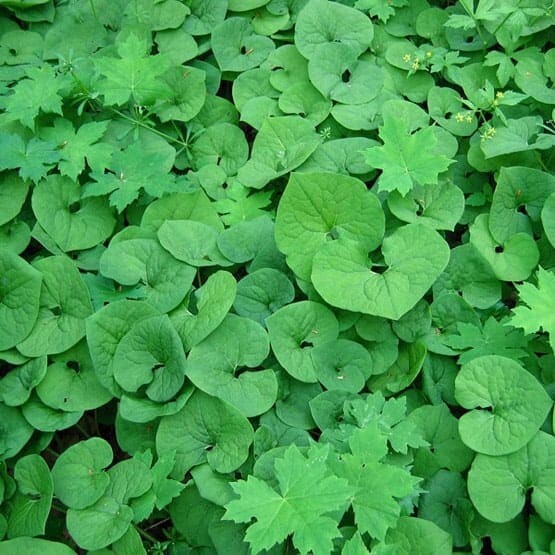 5 Wild Ginger Bare Root Plants Asarum Canadense Appalachian Fresh Dug to Order