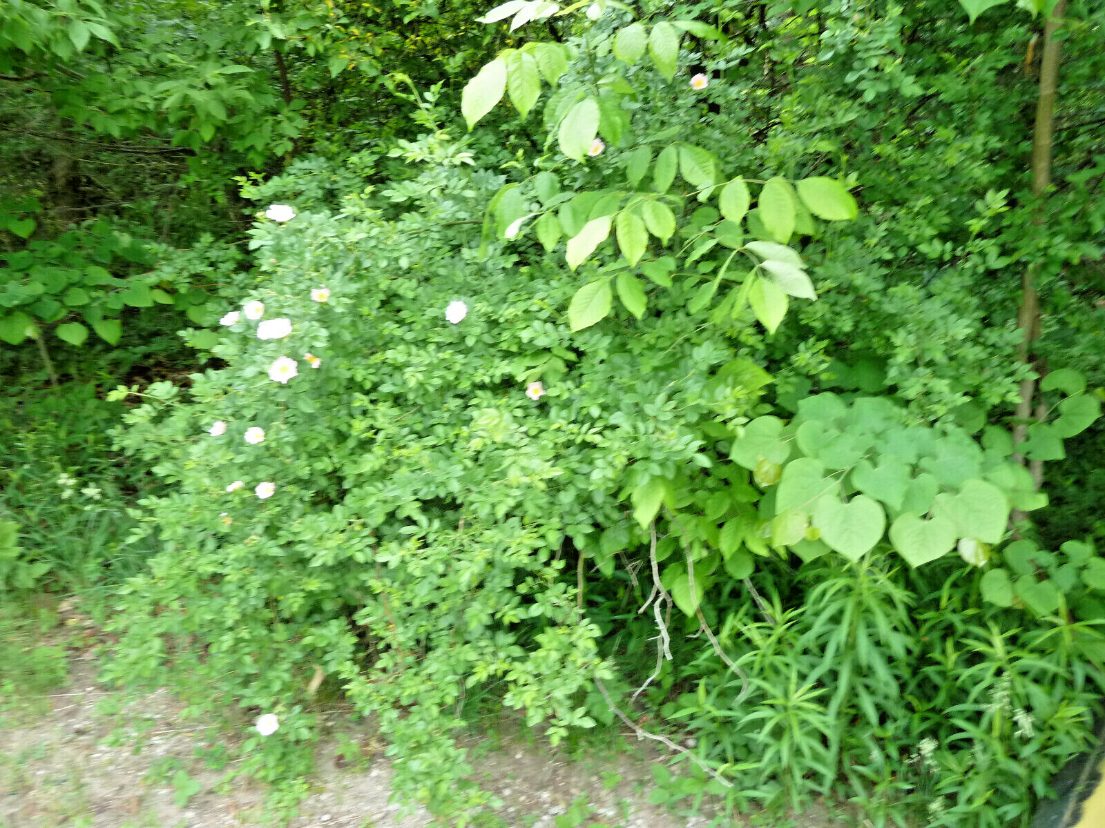 Wild Rose 10 Seeds Nootka Rose (Rosa Nutkana) Bristly Rose