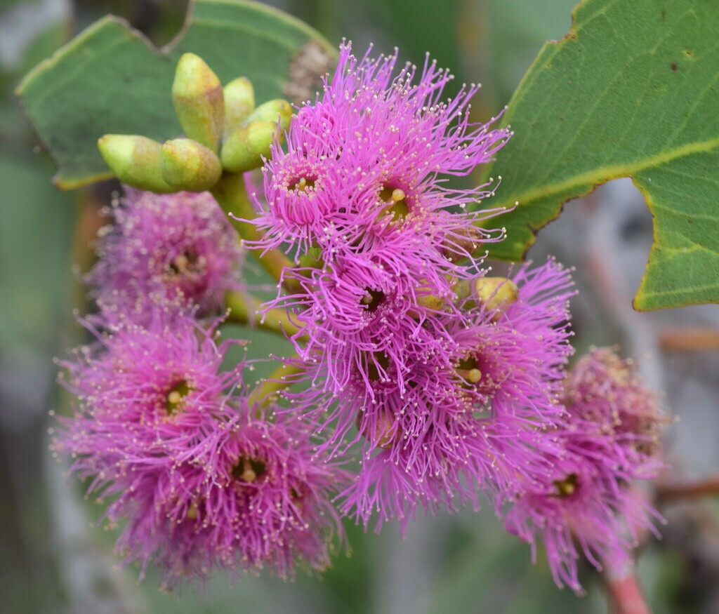 50x Eucalyptus albopurpurea Seeds – ‘Purple-flowered Mallee Box’