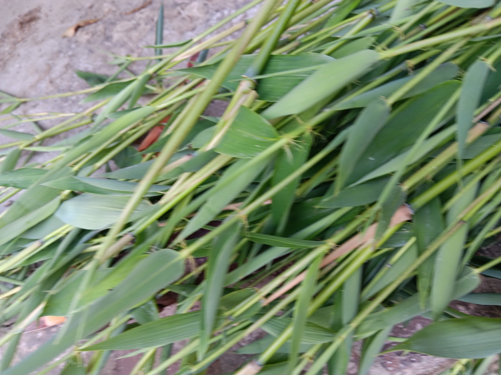 Bamboo Plants Live Starter Plant 10 Rizomes Organic Aurea Bamboo