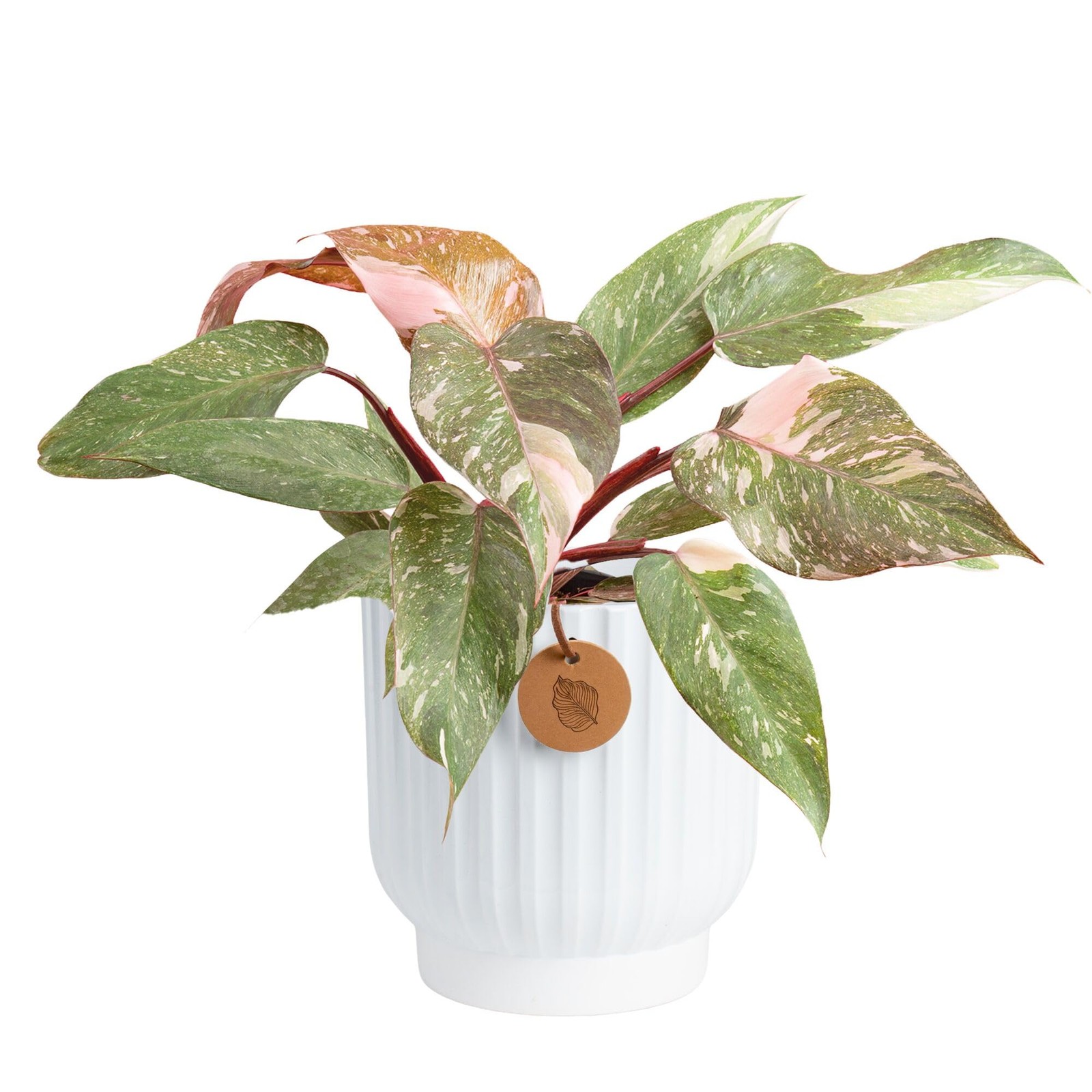 Pink Princess Philodendron, Live Indoor Plant, Rare Unique Houseplant Potted …