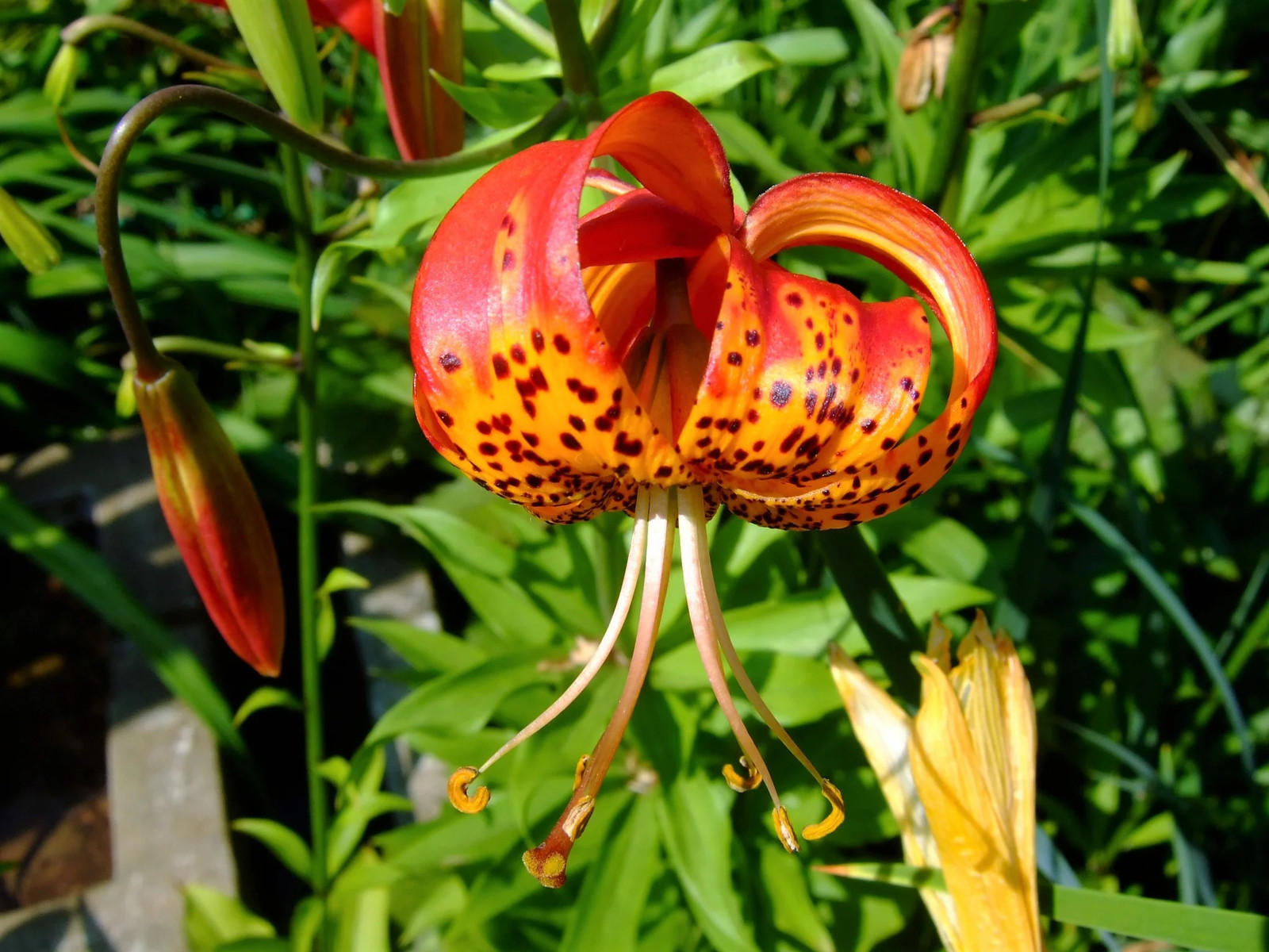 10 LEOPARD LILY California Tiger Lilium Pardalinum Yellow Orange Red Flower Seed