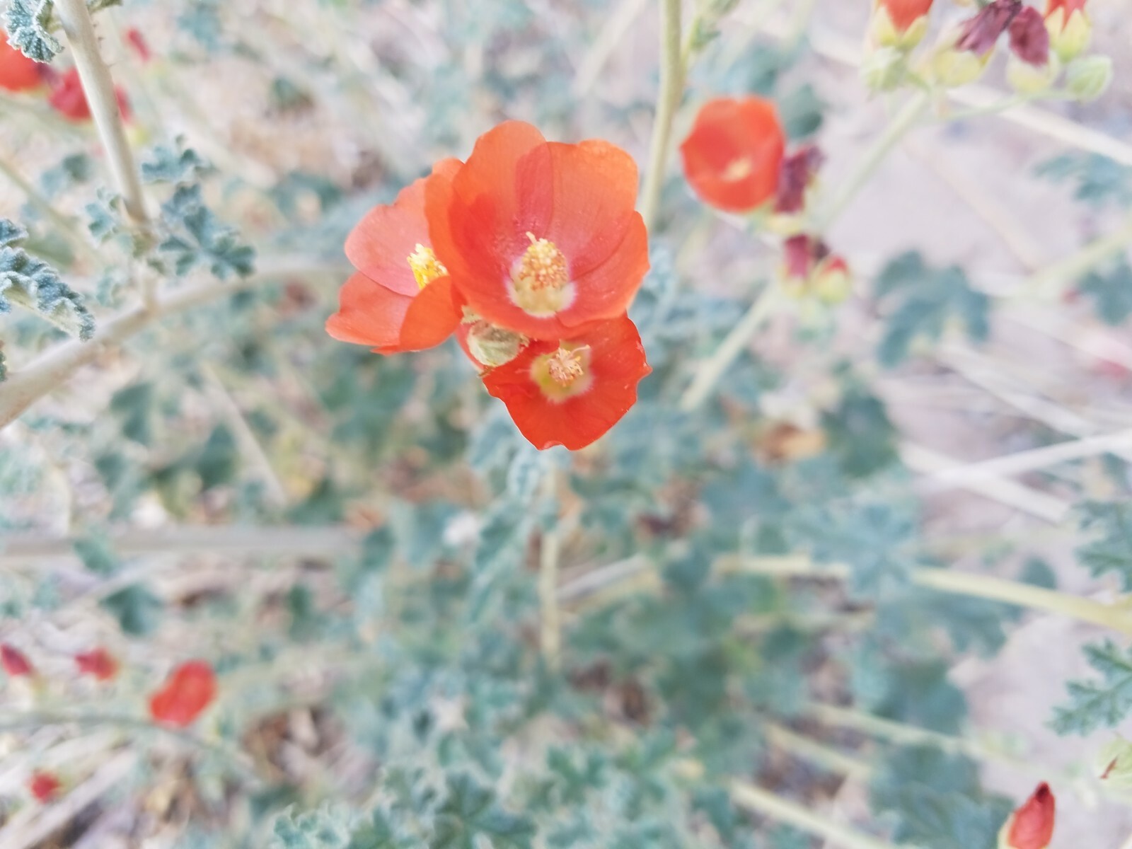 Globemallow Mixed Colors 250+ Seeds Pink White Orange Flower Sphaeralcea ambigua
