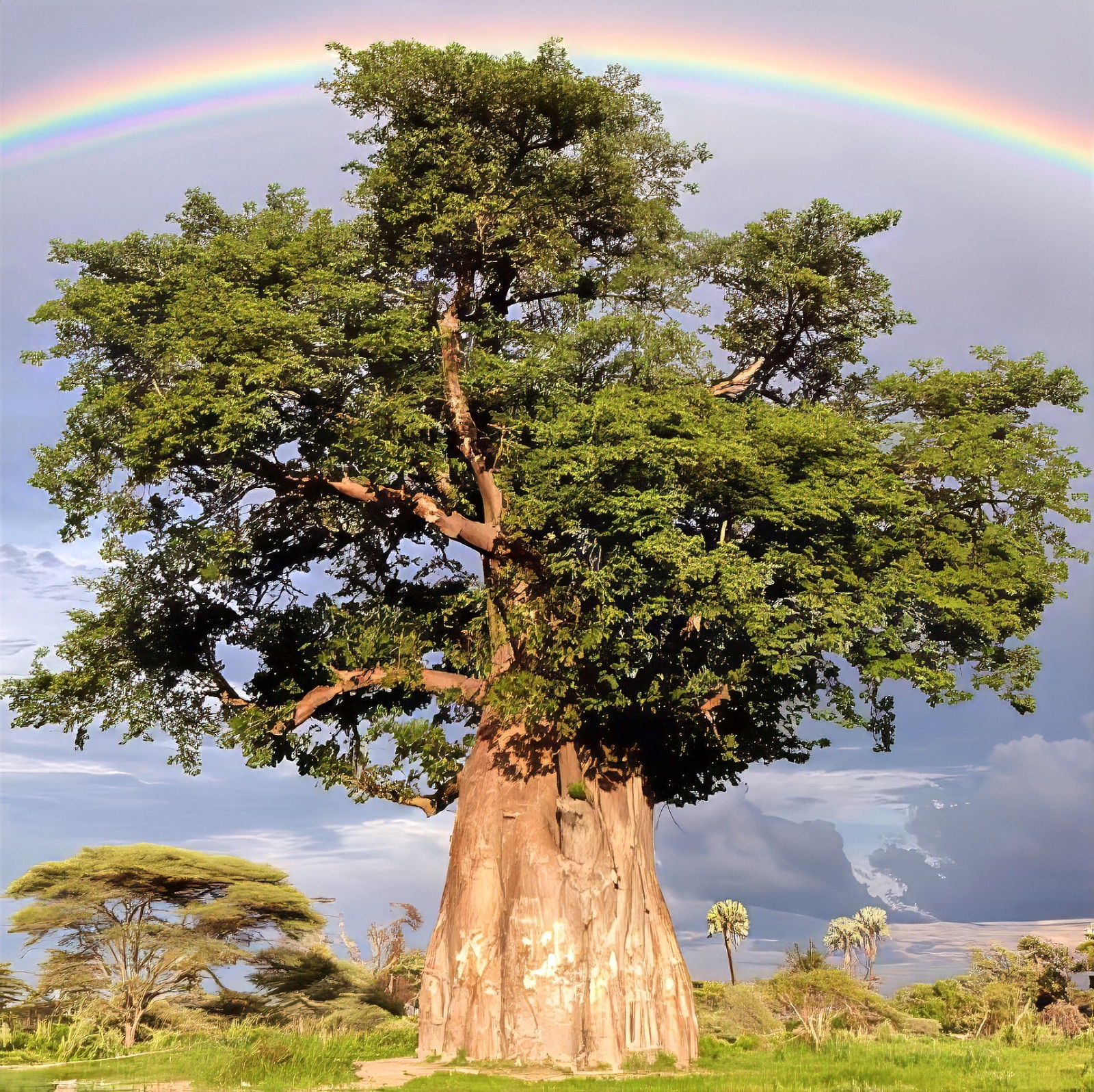 5 Baobab Seeds Adansonia digitata “Tree of Life” Rare Monkey Bread Bonsai Plant