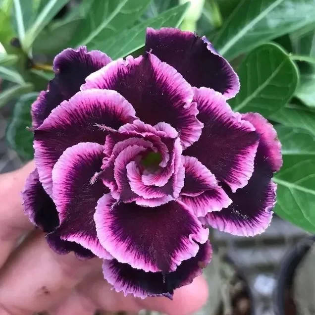 15+ “Twilight Bloom” Adenium obesum – Double White & Purple Desert Rose Seeds