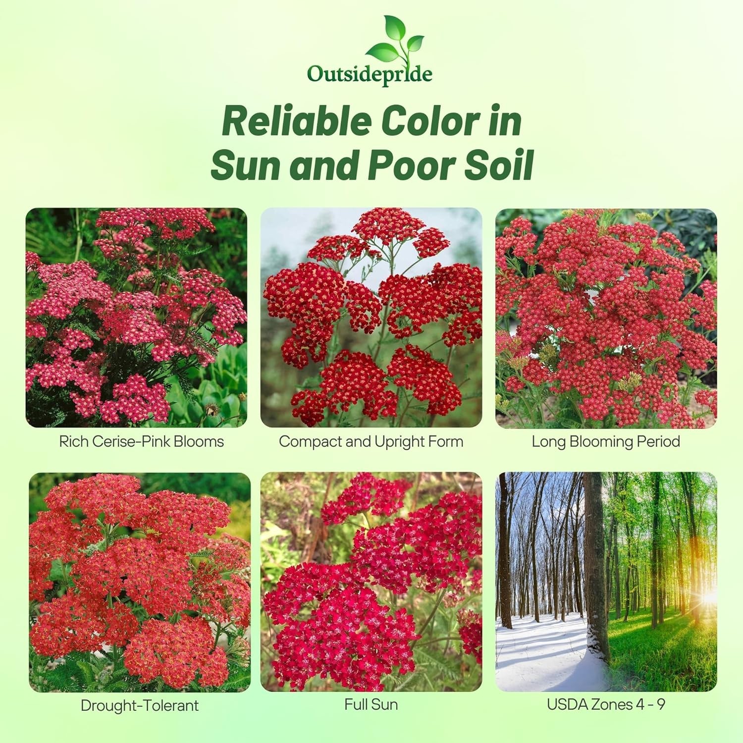 5000 Seeds Achillea Cerise Queen Drought Resistant Yarrow Garden Flower Plant