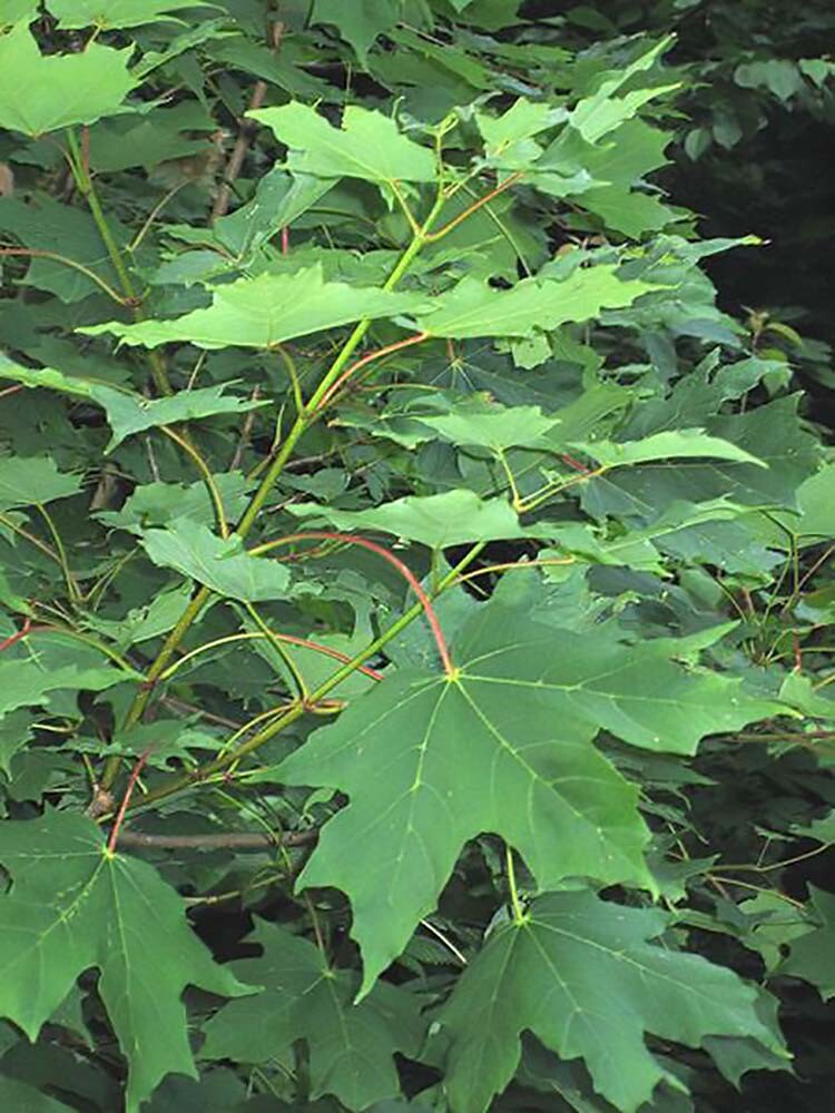 Sugar Maple, Acer saccharum, Tree Seeds