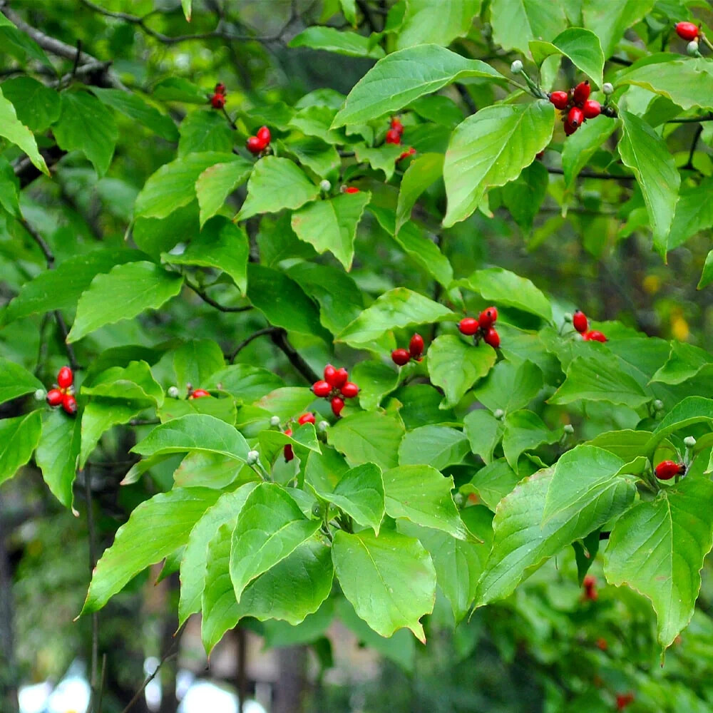 500 – 1,000 White American Flowering Dogwood Tree Seeds (Cornus florida) Hardy-5