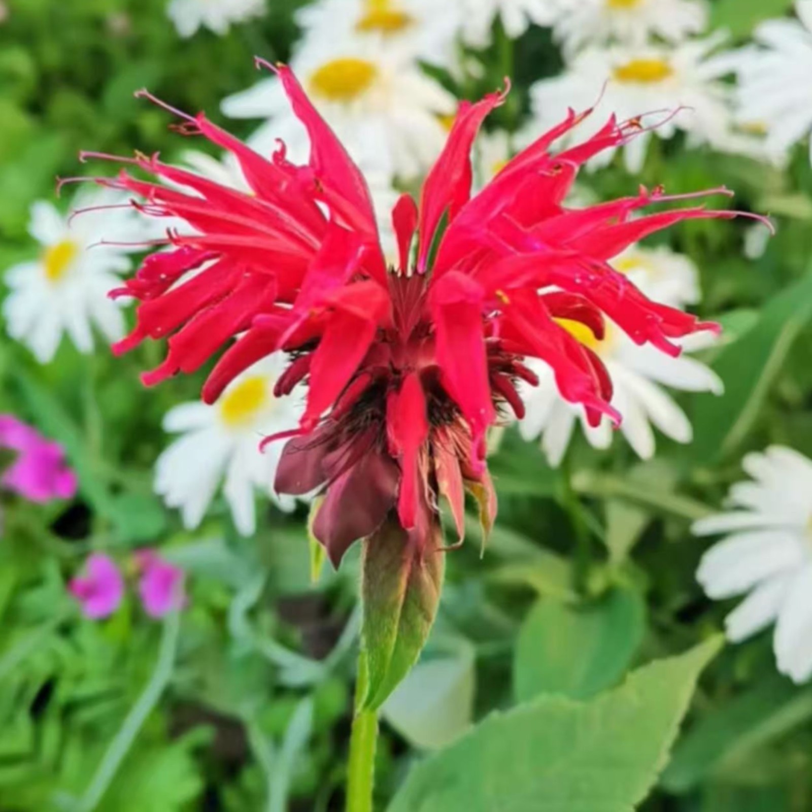 1000 Red Bee Balm Seeds Monarda – Fiery Perennial Flower for Hummingbirds