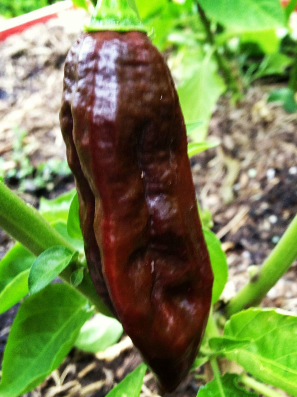 Bhut Jolokia Naga Chocolate | Ghost Chili Pepper | 20_Seeds