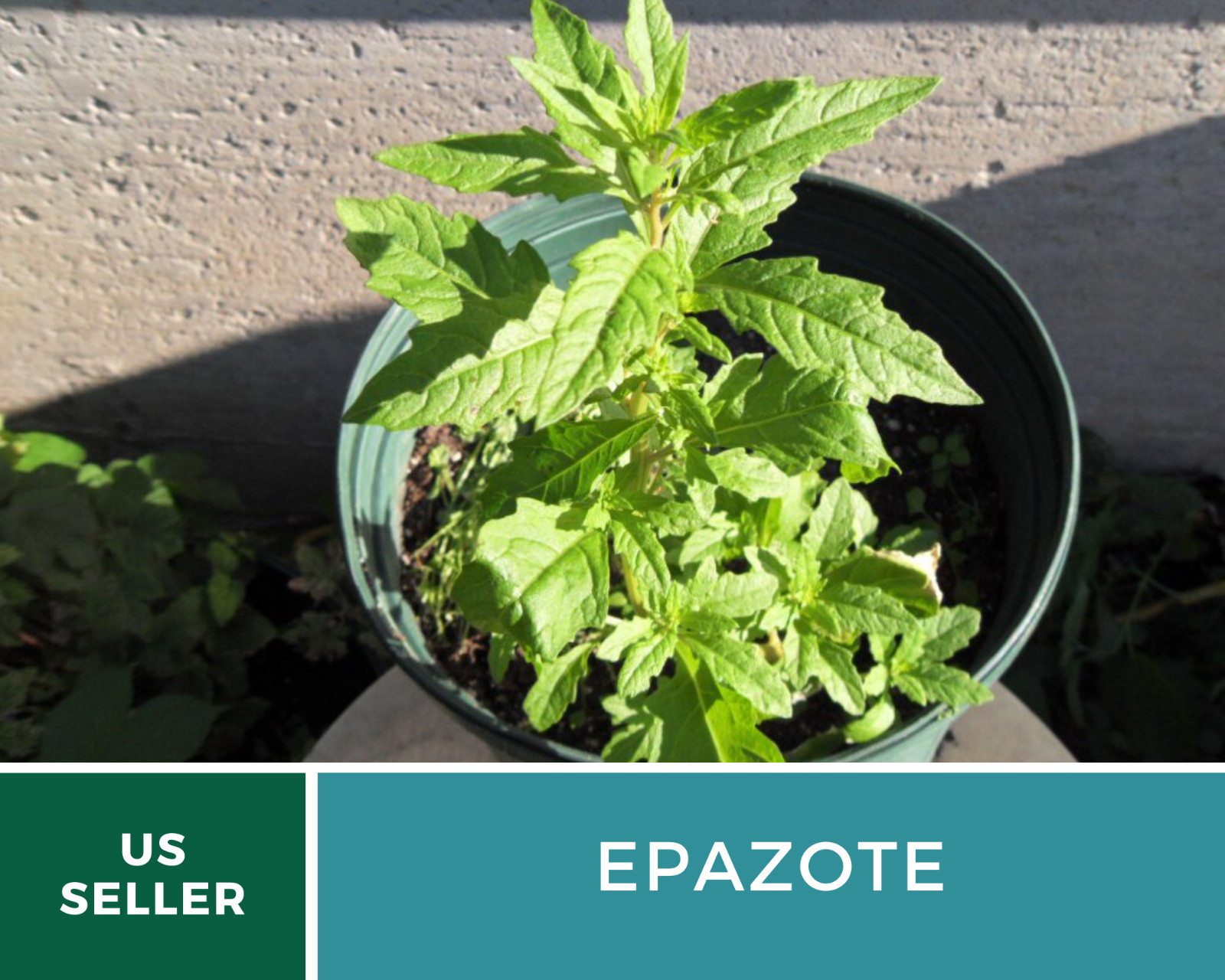 Epazote – Mexican Tea – Culinary & Medicinal Herb – GMO Free