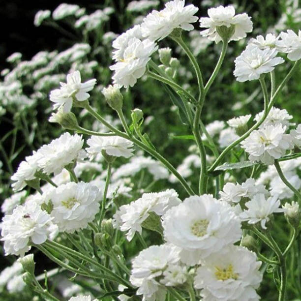 Baby’s Breath SNOWFLAKE North American Perennial Cut Flowers Non-GMO 200 Seeds!