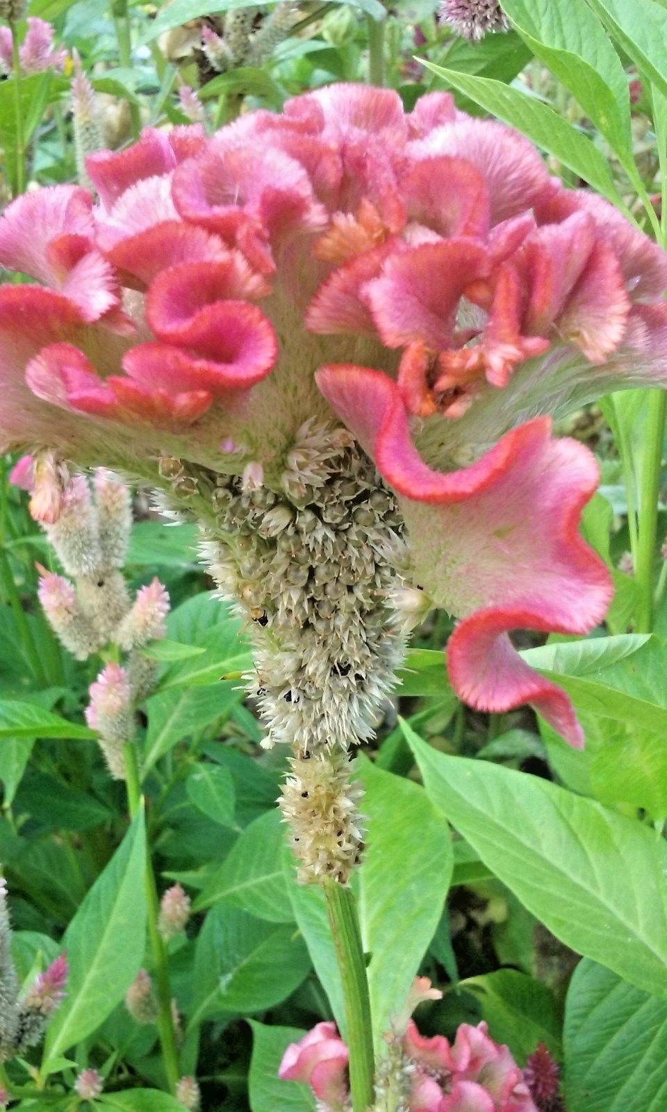 Light Pink Brain Celosia! 25 SEEDS! 2-4 ft tall Comb.S/H! OLD AMISH PLANT!