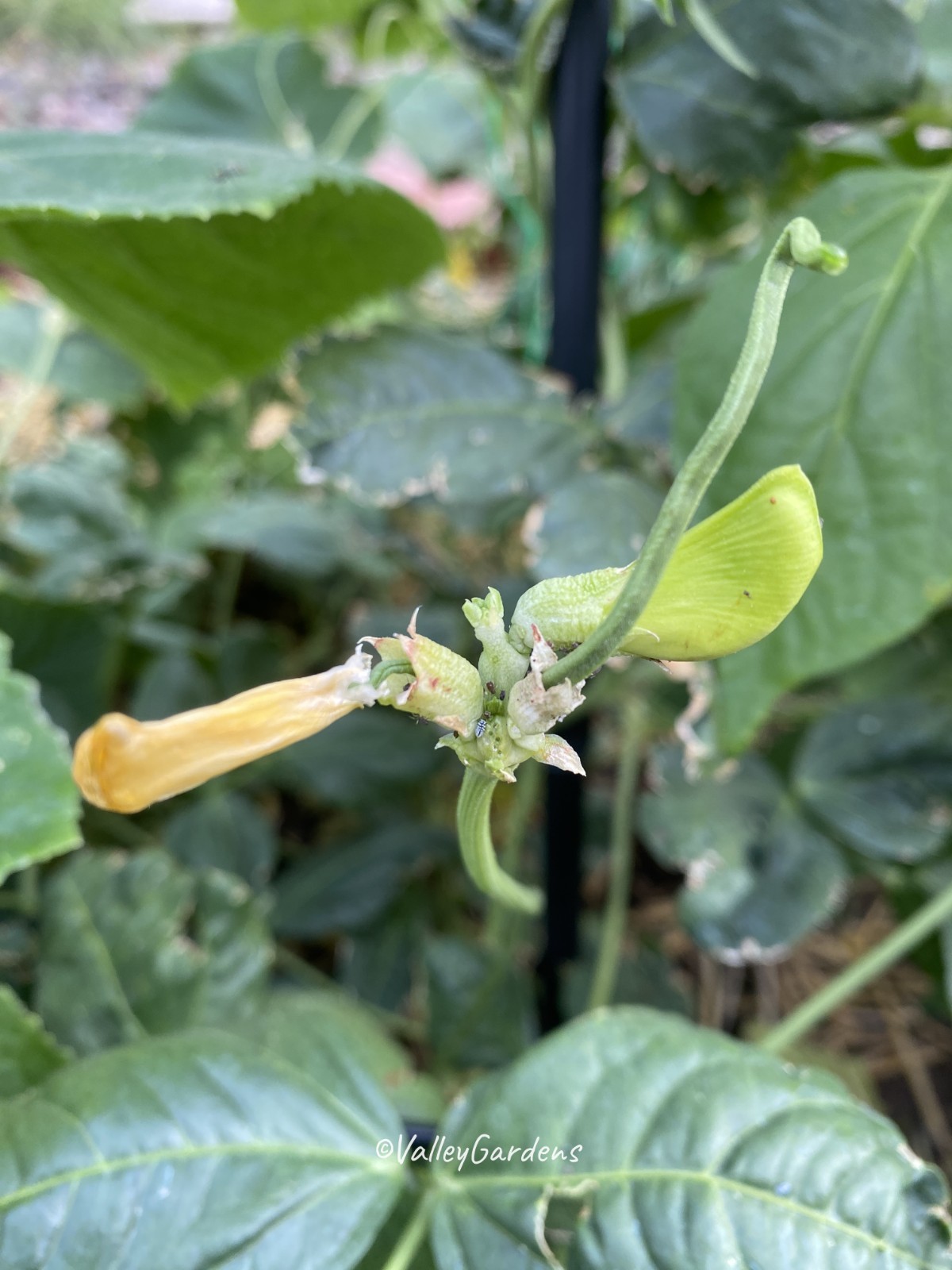 🌱 Heirloom Yu Long Yardlong/Asparagus Bean 20 Seeds