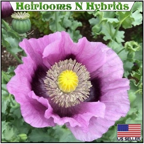20,000 Hungarian Stratified Papaever Somniferum Poppy Seeds For Planting Organic