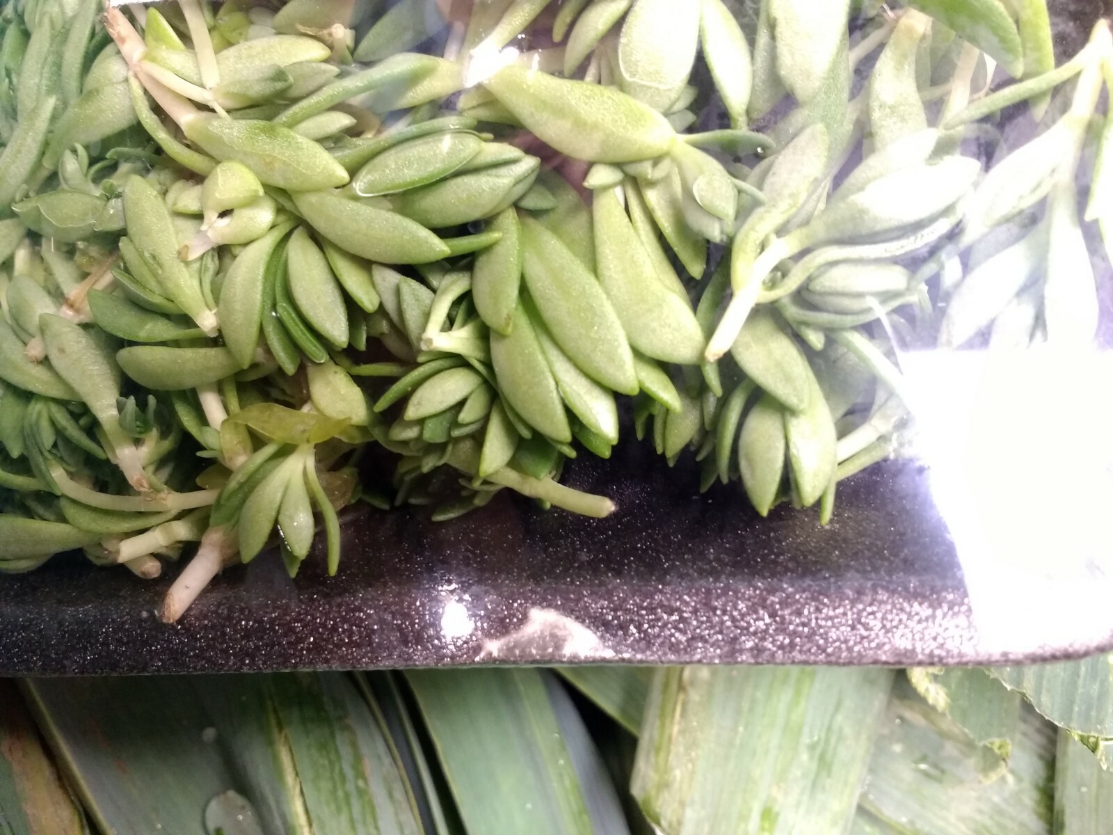Dot Namul Greens/ Succulents, ground cover (plants dig and ship) 1/2 POUND