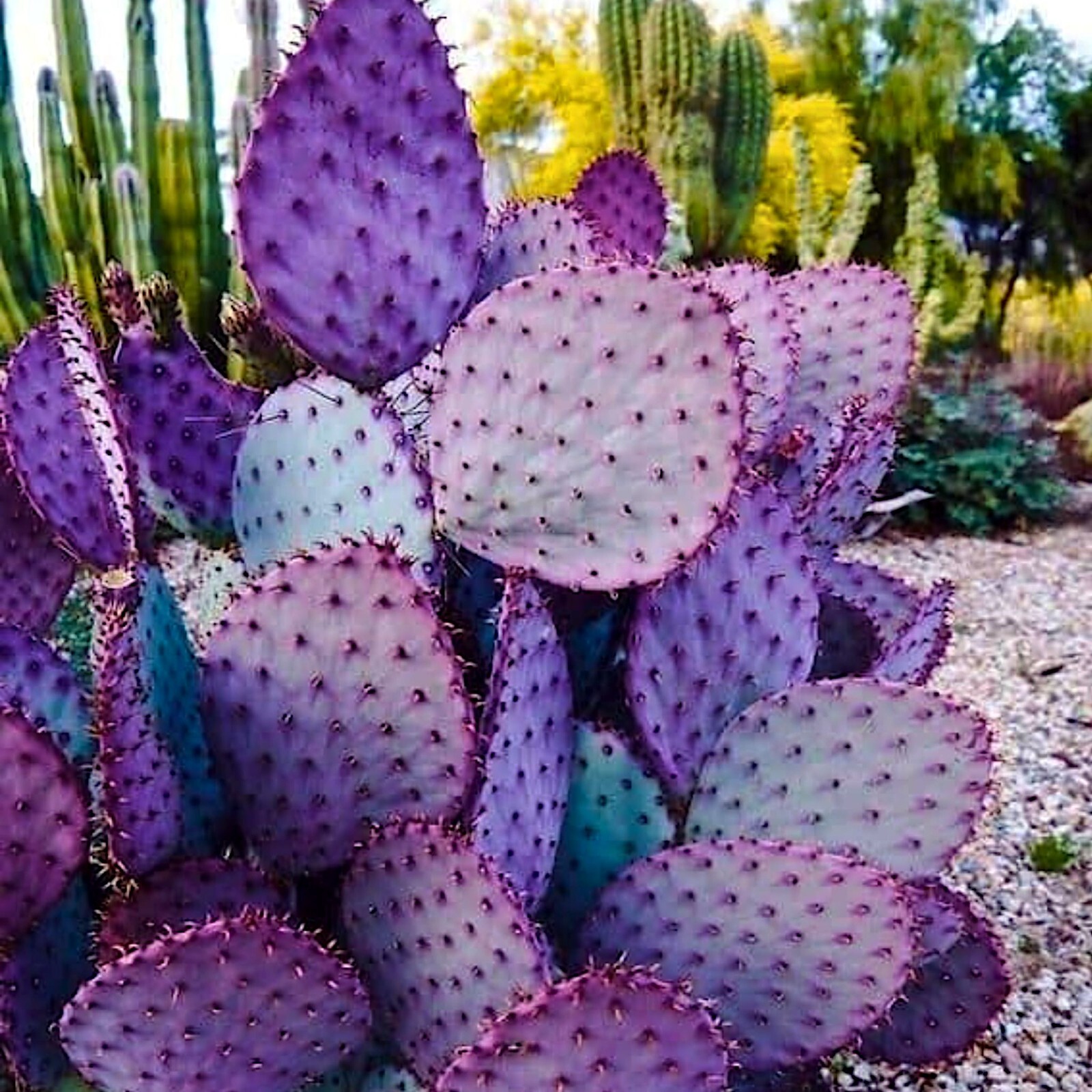 10 Purple Cactus (Opuntia santarita) Prickly Pear Fruit Rare, Fast, Hardy-Zone 7