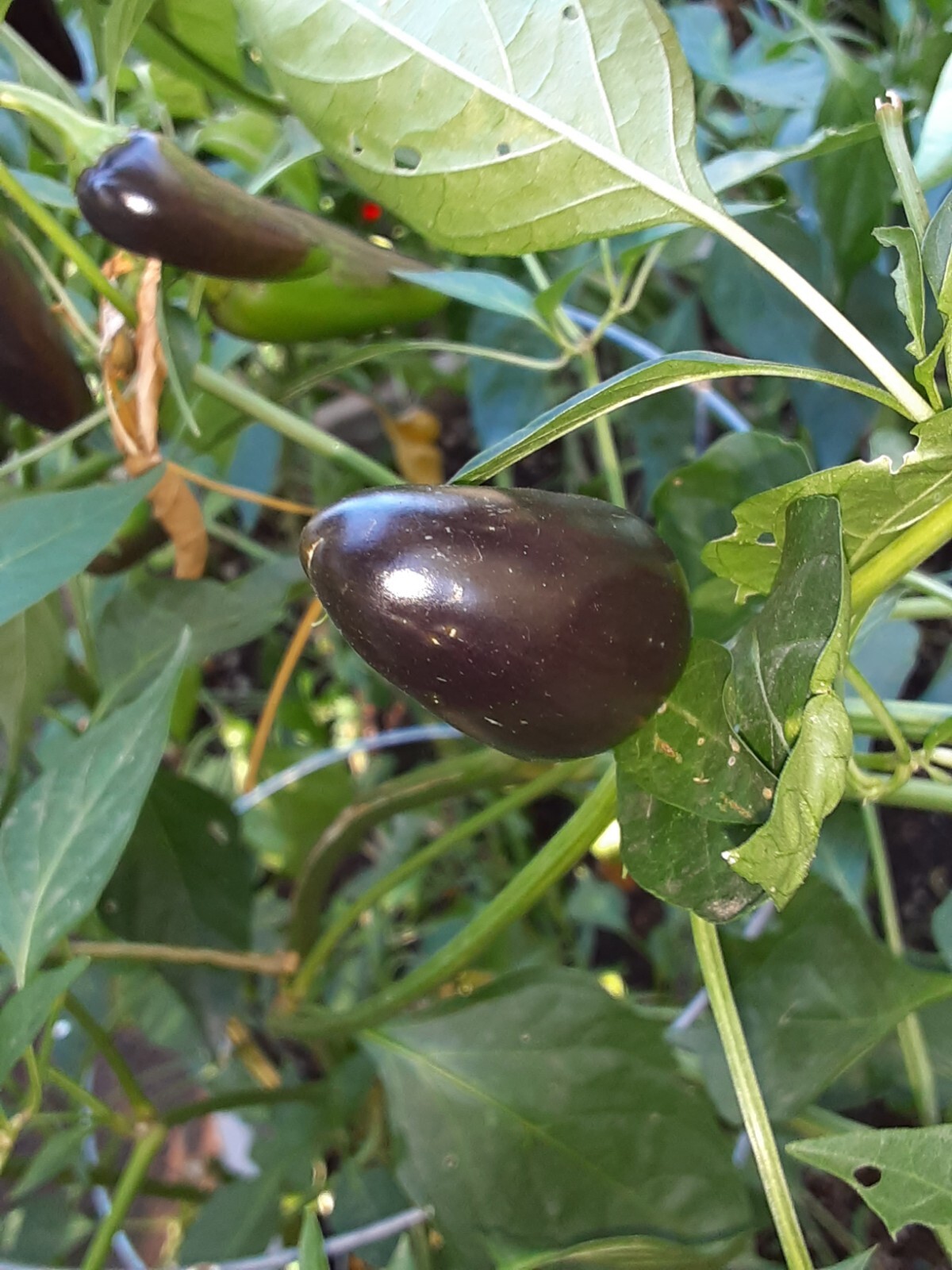 100+ JALAPEÑO PEPPER SEED COMBO PACK PURPLE/ORANGE SPICE/WHITE/TOPS 🥵🥵