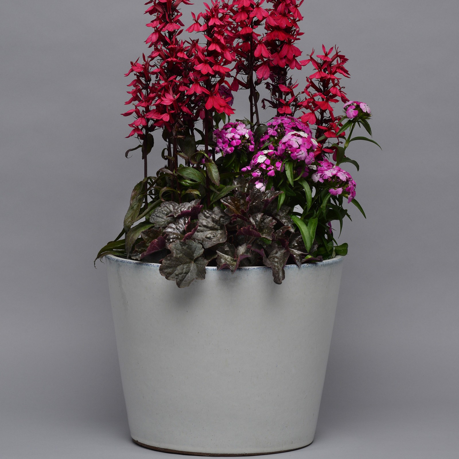 2000 Seeds Heuchera Seed – Coral Bells Palace Purple Flower Seeds