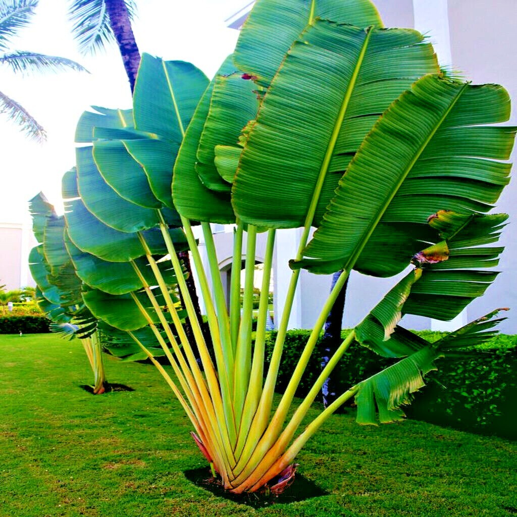 TRAVELERS PALM TREE SEEDS (Ravenala madagascariensis) Bird of Paradise Plant
