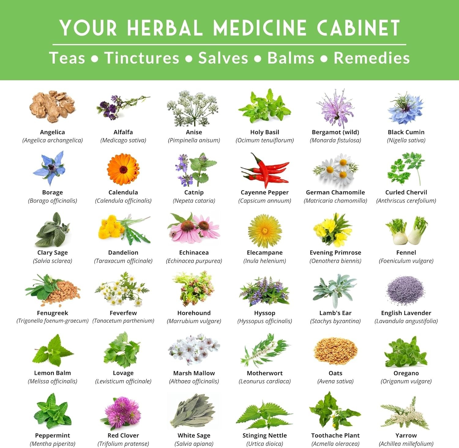 Rare Herbalist Plant Variety Seeds
