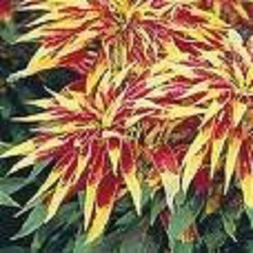 150 TRICOLOR AMARANTHUS PERFECTA Summer Poinsettia Amaranth Flower Seeds *CombSH