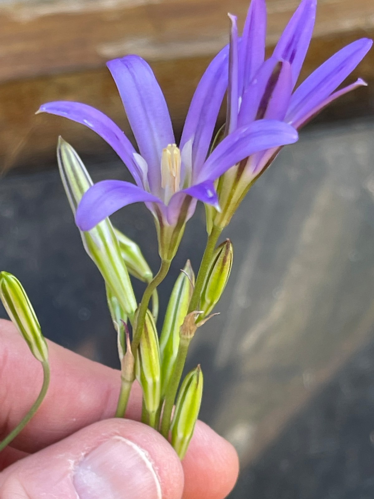 Bulbs B, CHOOSE 2: Brodiaea california, elegans, Dichelostemma, Dipterostemon