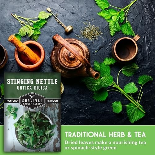 Stinging Nettle Seeds – Medicinal Herb & Edible Perennial for Tea & Cooking – No