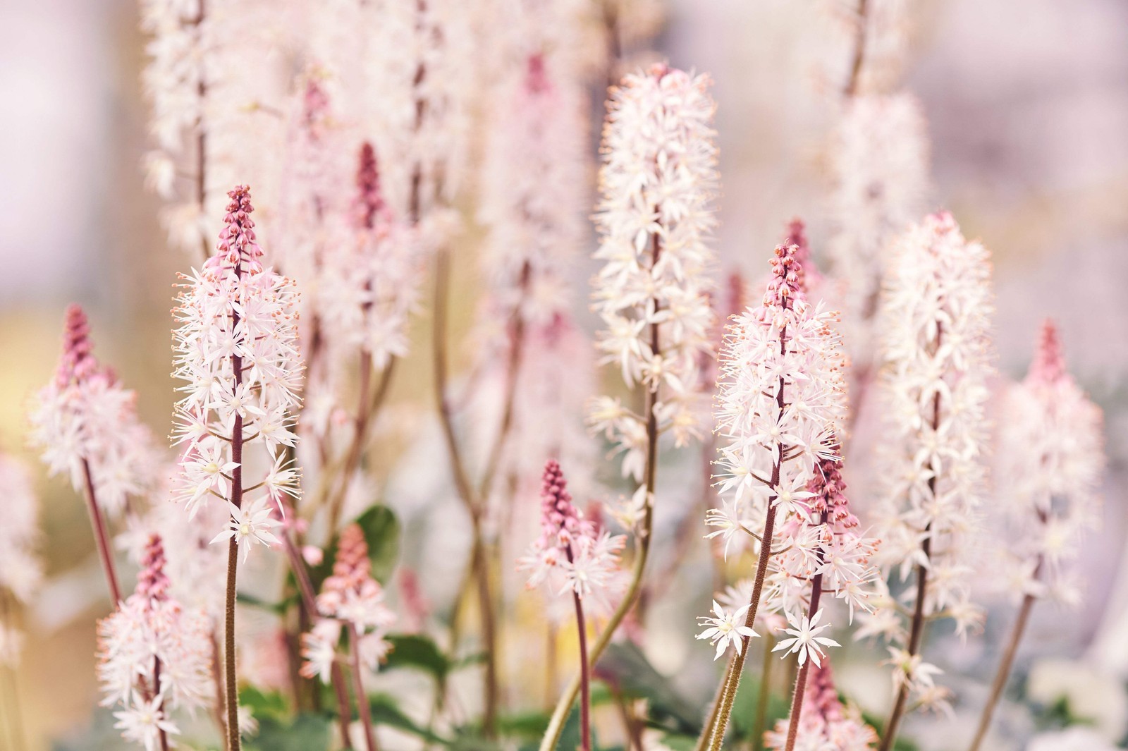 20 HEARTLEAF FOAMFLOWER White & Pink Tiarella Wherryi Coolwort Flower Seeds