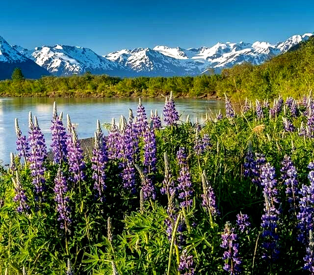 Alaska Arctic Lupine Flower Seeds from the Pristine Denali Area – 200+ Seeds