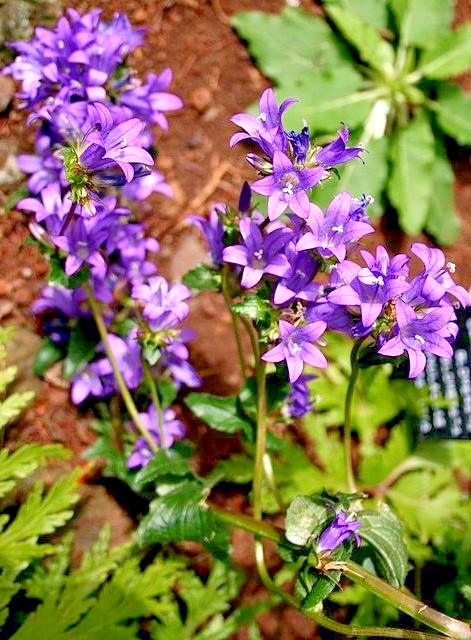 BLUE CLUSTERED BELLFLOWER, 200 SEEDS, CAMPANULA GLOMERATA ‘SUPERBA’ EASY TO GROW