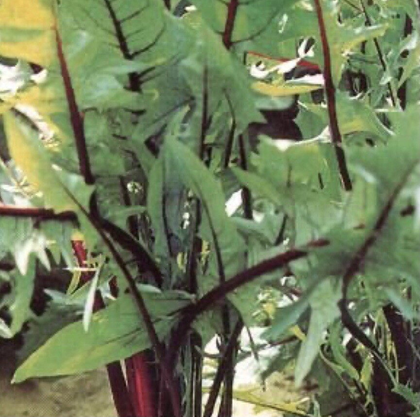 600 Plus Chicory-Italian Dandelion-Non GMO-Open Pollinated.