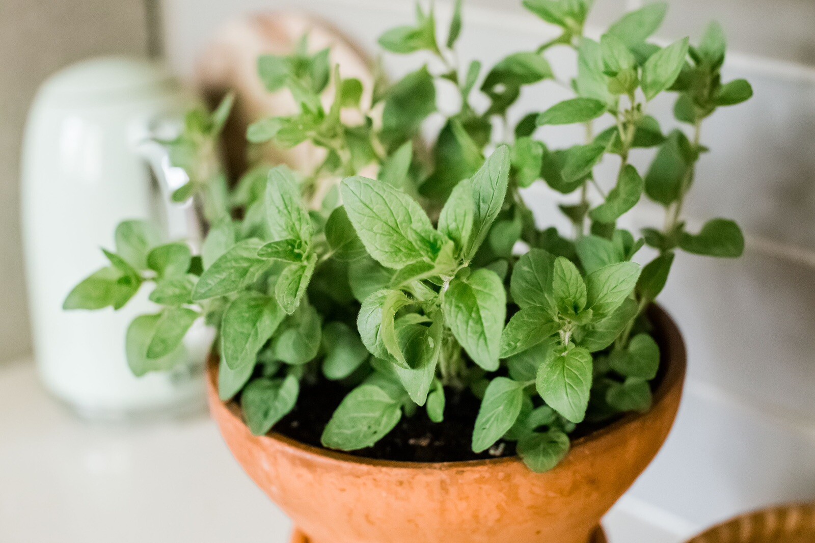Greek Oregano Seeds | Organic | NON-GMO | Heirloom | Best Seller