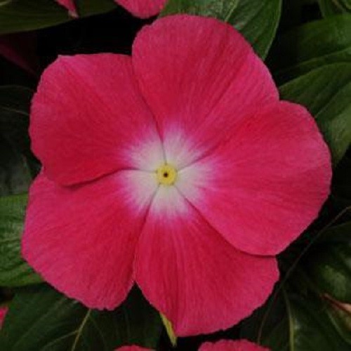 Vinca Seeds 50 Seeds Mediterranean XP Rose Halo