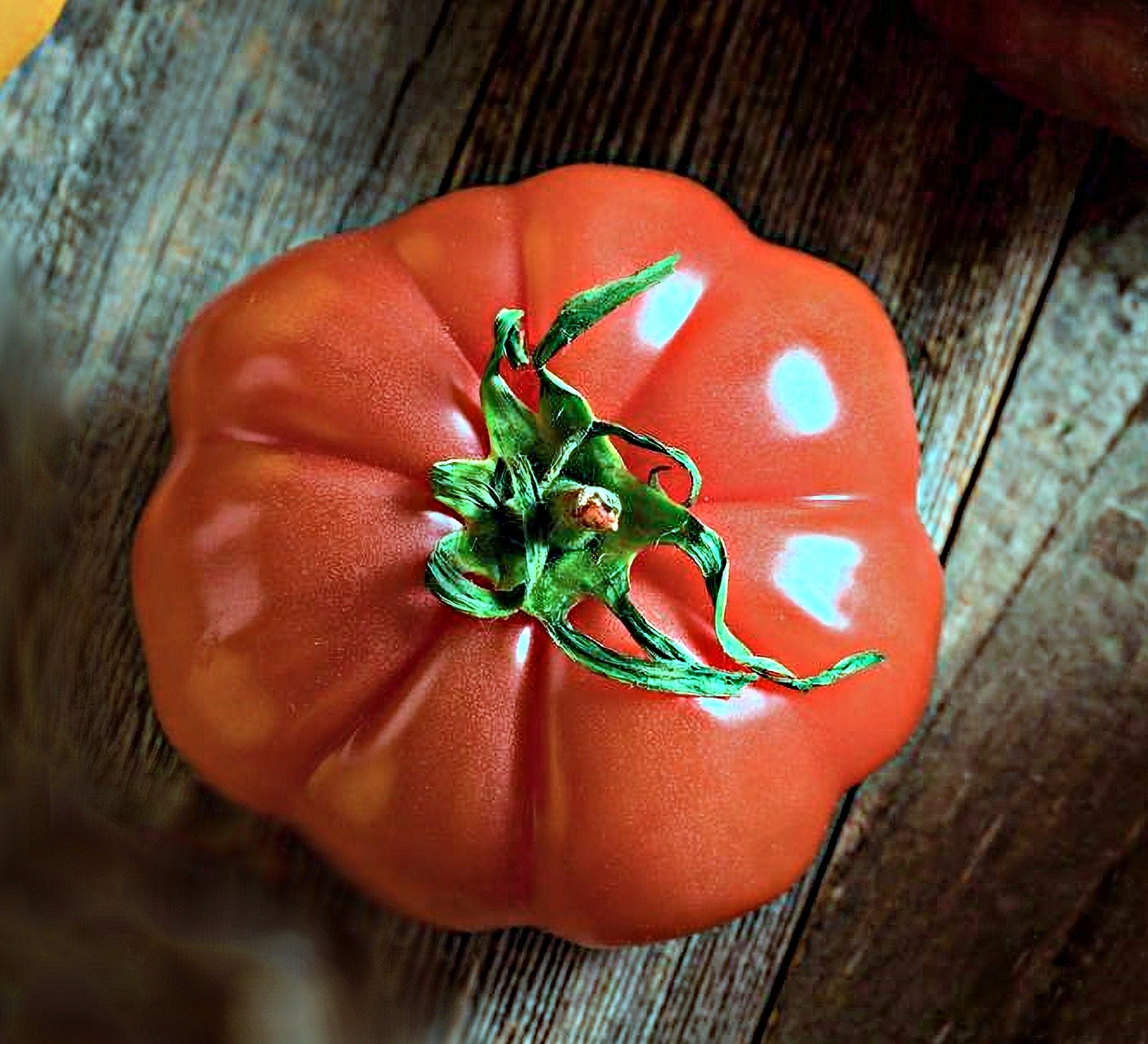 Floradel, Tomato