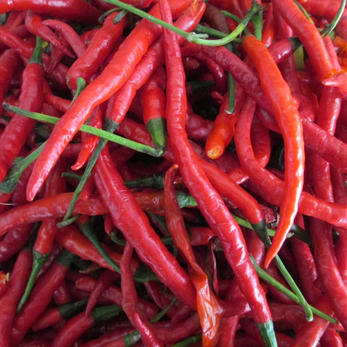 1 Oz Long Red Thin Cayenne Hot Pepper Seeds – Everwilde Farms Mylar Seed Packet