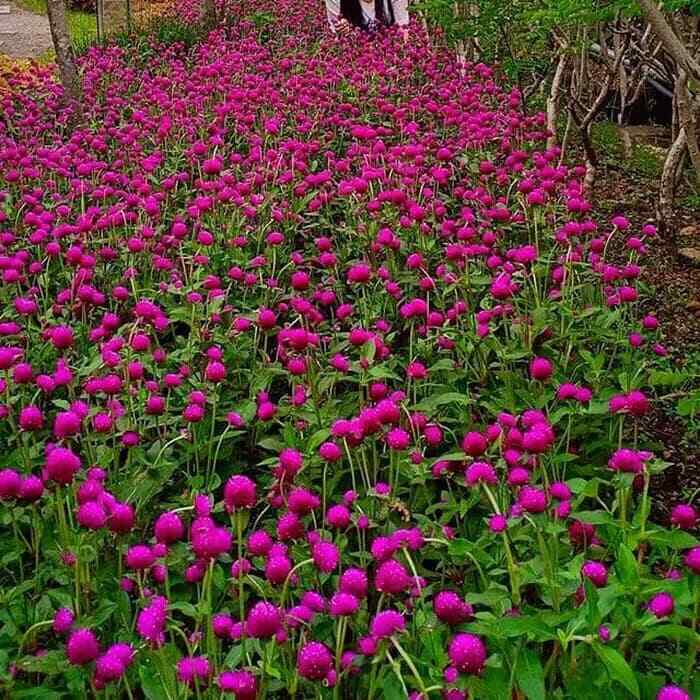 PURPLE GLOBE AMARANTH/EASY TO GROW FLOWER FRESH 50SEEDS