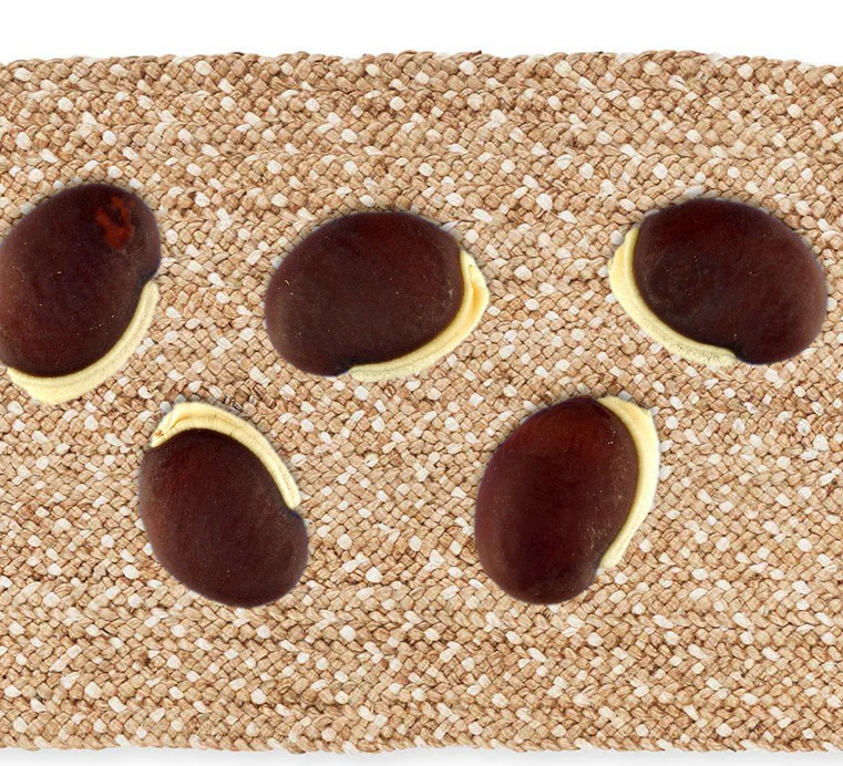 Purple Moon Hyacinth Bean Seeds (Pole) | Lablab Purpureus Dolichos Tonga 2024