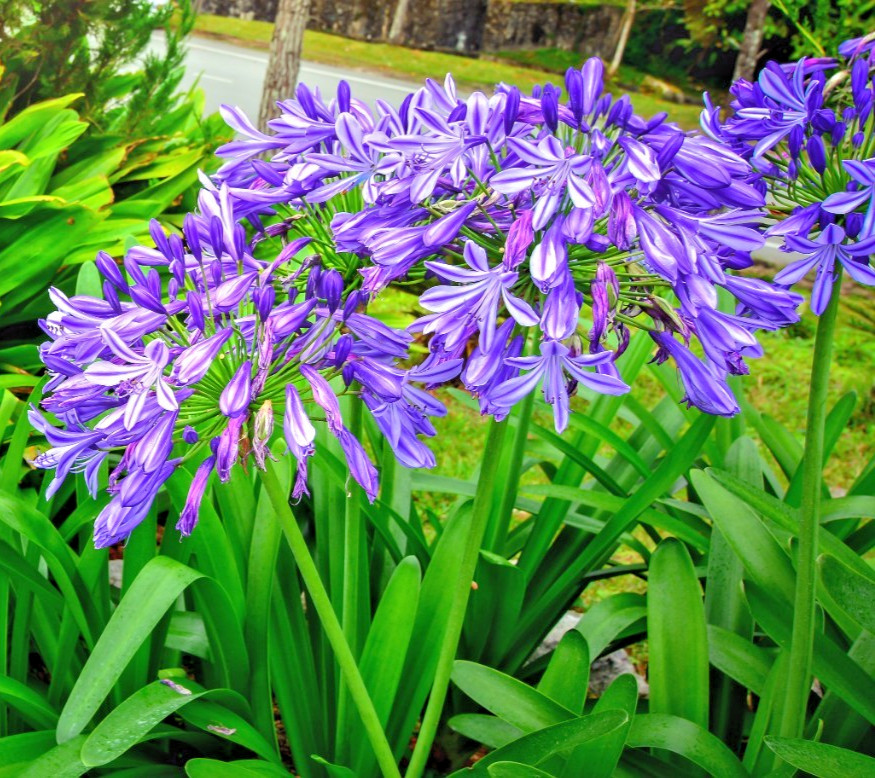 blue Lily of the Nile 100 seeds. Agapanthus. EZ to grow, hardy too zone 7. USA.