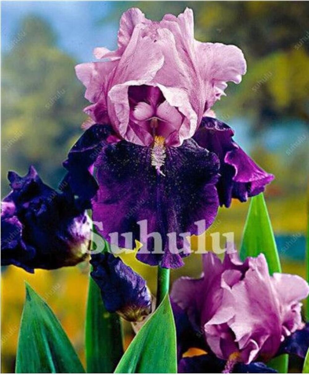 20 SEEDS for Purple/pink IRIS rare flower exotic bloom garden plant USA Seller C