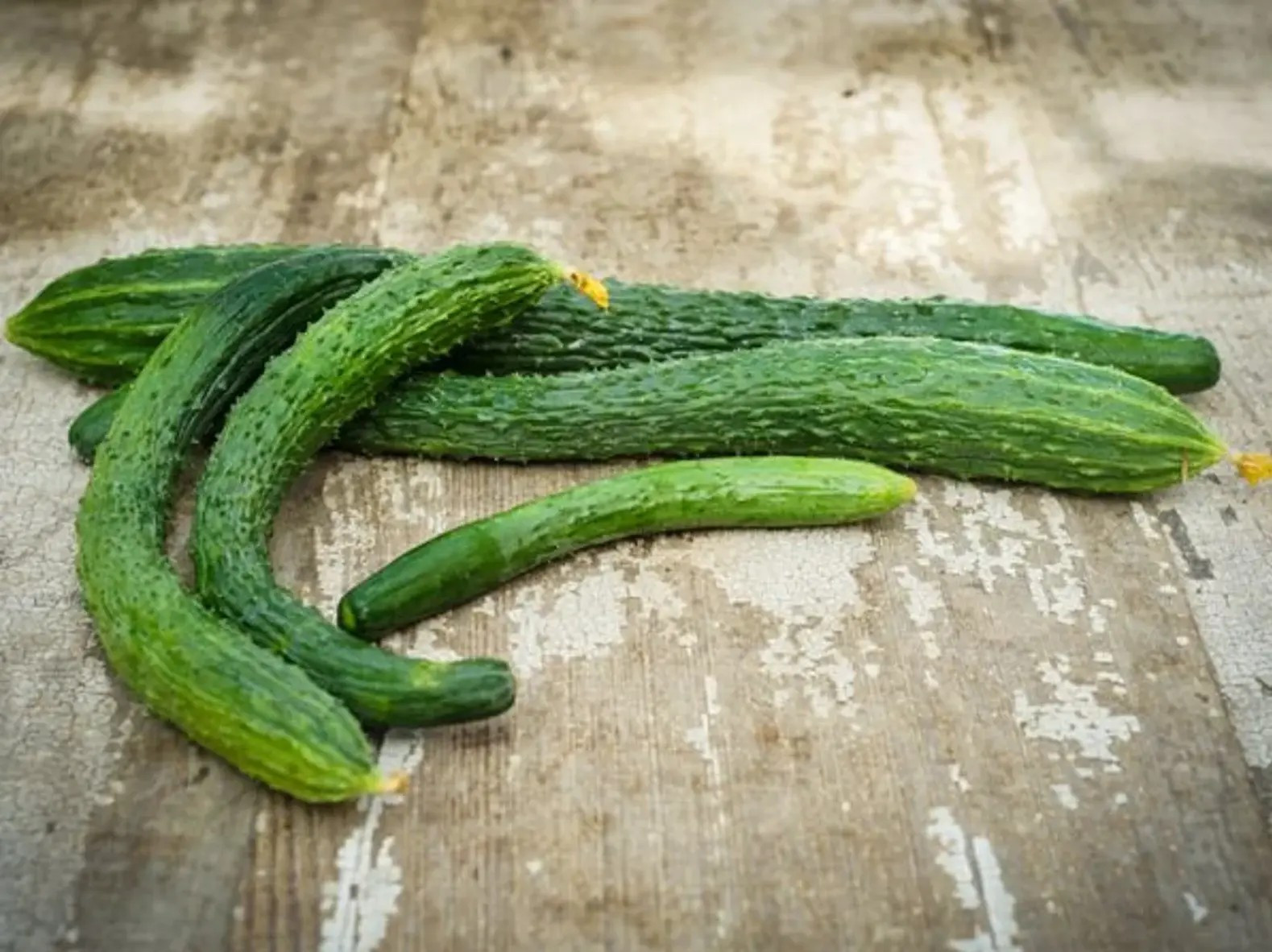 100+ Suyo Long Cucumber Seeds – Heirloom – Non GMO – Organic – Genuine —–RARE