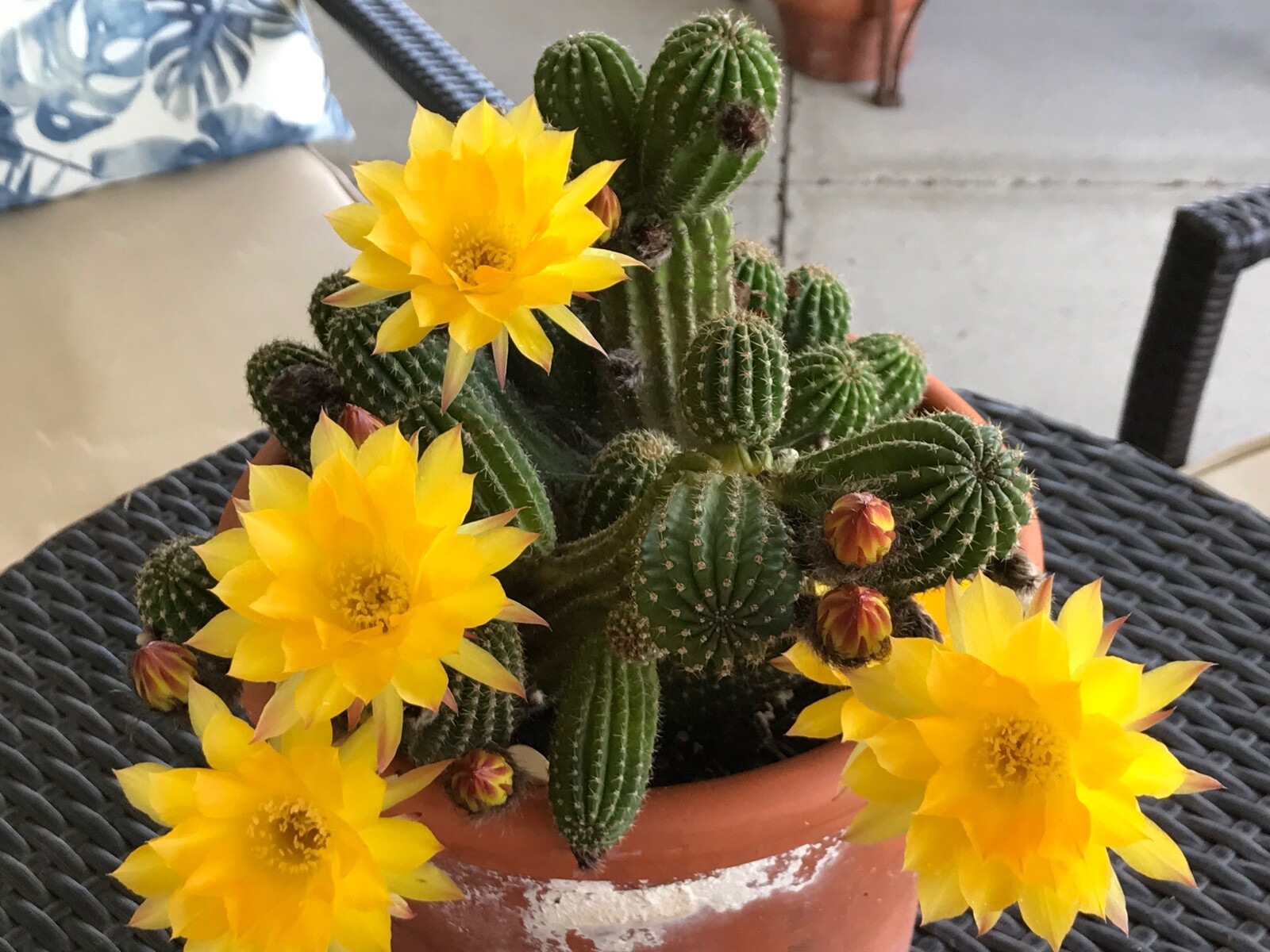 Echinopsis hybrid, ‘Candlelight’ A Bob Schick hybrid, Cactus Succulent