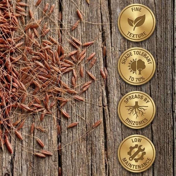 Old Cobblers Farm™ Wicked Tuff Turf Creeping Red Fescue Grass Seed – Thick Green