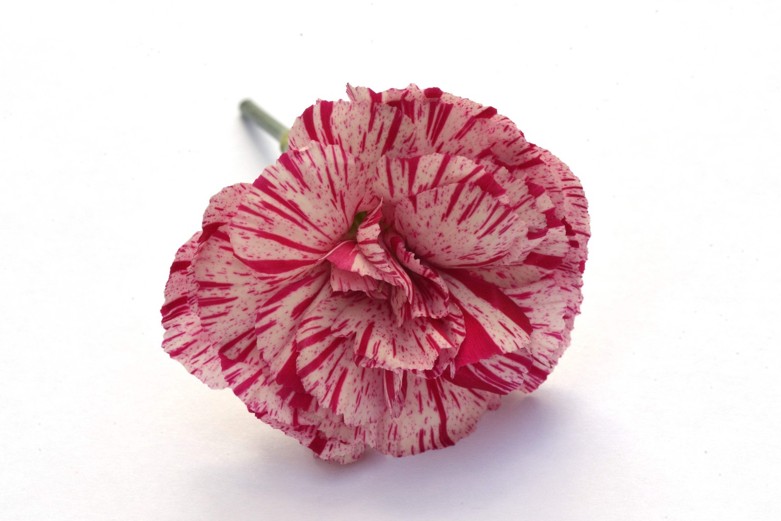50 PICOTEE MIX CARNATION Dianthus Caryophyllus Bicolor Striped Flower Seeds