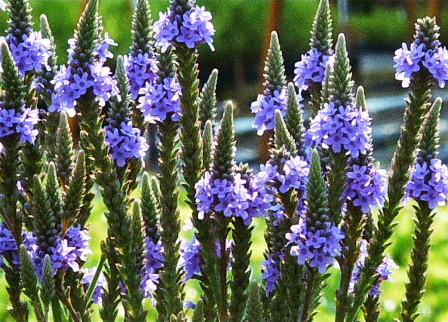 200+BLUE VERVAIN Seeds Native Wildflower Herb Tea Perennial Drought Garden Easy